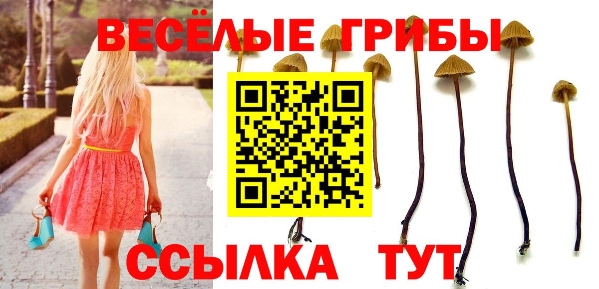 Усть-Джегута  Галлюциногенные грибы Cubensis  Вход с VPN 